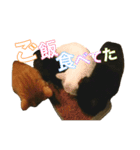 猫 まみれ（個別スタンプ：6）