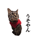 riku chan（個別スタンプ：1）