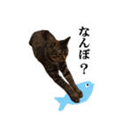 riku chan（個別スタンプ：6）