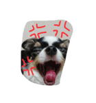 かるび3（個別スタンプ：5）