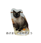 ボストンテリアのはな（個別スタンプ：7）