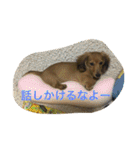 こたろう3（個別スタンプ：3）