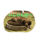 こたろう3（個別スタンプ：4）