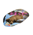 こたろう3（個別スタンプ：8）