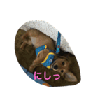 こたろう3（個別スタンプ：12）