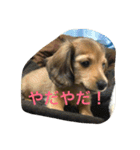 こたろう3（個別スタンプ：16）
