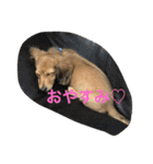 こたろう3（個別スタンプ：21）