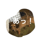こたろう3（個別スタンプ：32）