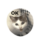 ねこねこぱんち家のねこたち（個別スタンプ：1）