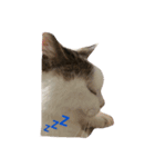 ねこねこぱんち家のねこたち（個別スタンプ：2）