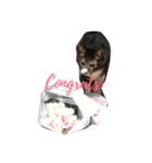 ねこねこぱんち家のねこたち（個別スタンプ：3）