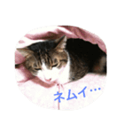ねこねこぱんち家のねこたち（個別スタンプ：5）