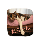 ねこねこぱんち家のねこたち（個別スタンプ：7）