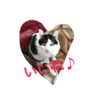 ねこねこぱんち家のねこたち（個別スタンプ：8）