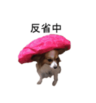 パピヨンすもも（個別スタンプ：1）