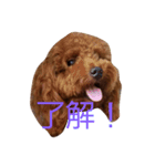 トイプードルのモカだよパート2（個別スタンプ：4）