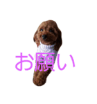 トイプードルのモカだよパート2（個別スタンプ：9）