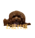 トイプードルのモカだよパート2（個別スタンプ：23）