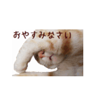 ねこのぽんたくん日常会話（個別スタンプ：3）