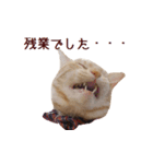 ねこのぽんたくん日常会話（個別スタンプ：6）