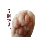 ねこのぽんたくん日常会話（個別スタンプ：7）