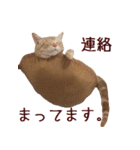 ねこのぽんたくん日常会話（個別スタンプ：8）