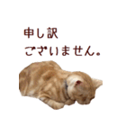 ねこのぽんたくん日常会話（個別スタンプ：9）