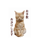 ねこのぽんたくん日常会話（個別スタンプ：11）