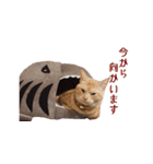 ねこのぽんたくん日常会話（個別スタンプ：12）