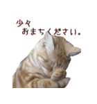 ねこのぽんたくん日常会話（個別スタンプ：14）