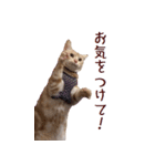 ねこのぽんたくん日常会話（個別スタンプ：17）