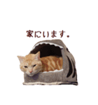 ねこのぽんたくん日常会話（個別スタンプ：18）