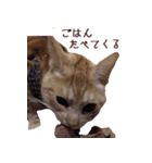 ねこのぽんたくん日常会話（個別スタンプ：21）