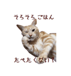 ねこのぽんたくん日常会話（個別スタンプ：22）
