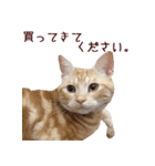 ねこのぽんたくん日常会話（個別スタンプ：23）