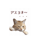 ねこのぽんたくん日常会話（個別スタンプ：24）