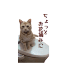 ねこのぽんたくん日常会話（個別スタンプ：25）