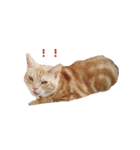 ねこのぽんたくん日常会話（個別スタンプ：27）