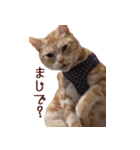 ねこのぽんたくん日常会話（個別スタンプ：28）
