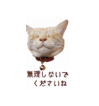 ねこのぽんたくん日常会話（個別スタンプ：30）