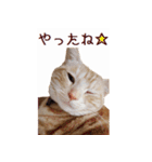 ねこのぽんたくん日常会話（個別スタンプ：31）