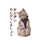 ねこのぽんたくん日常会話（個別スタンプ：32）