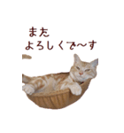 ねこのぽんたくん日常会話（個別スタンプ：33）