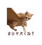 ねこのぽんたくん日常会話（個別スタンプ：34）