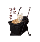 ねこのぽんたくん日常会話（個別スタンプ：35）