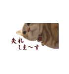 ねこのぽんたくん日常会話（個別スタンプ：36）