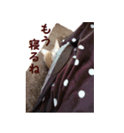 ねこのぽんたくん日常会話（個別スタンプ：37）