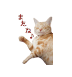 ねこのぽんたくん日常会話（個別スタンプ：38）