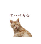ねこのぽんたくん日常会話（個別スタンプ：39）