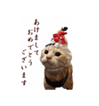 ねこのぽんたくん日常会話（個別スタンプ：40）